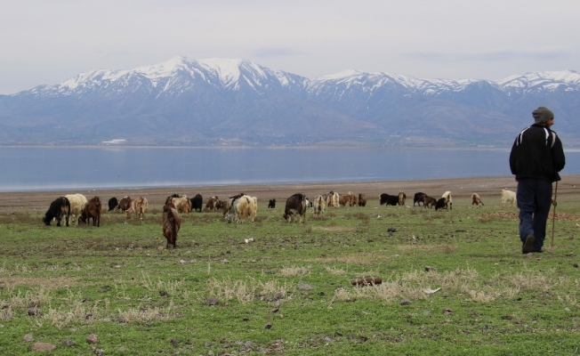 Suların çekildiği baraj havzası hayvanlara otlak oldu