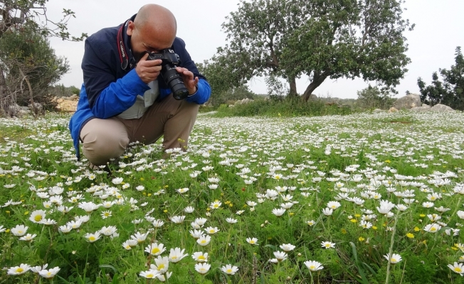 Toros Dağlarında papatya zamanı