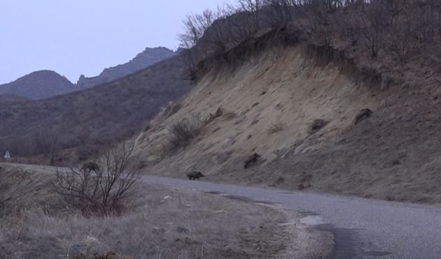 Tunceli’de sürü halinde yola inen domuz sürüsü görüntülendi