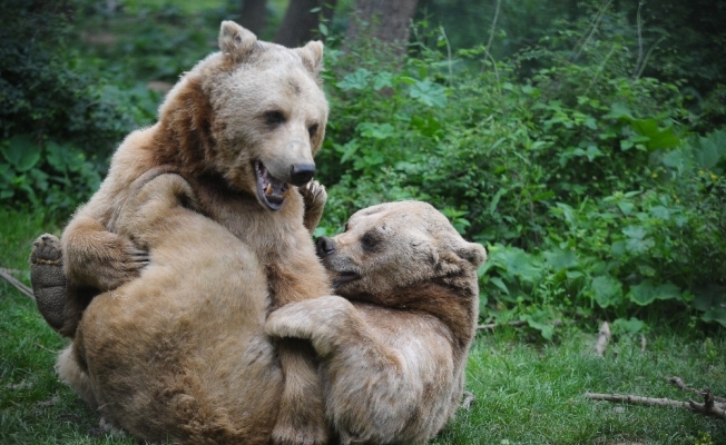 Türkiye’nin tek ayı barınağında Dünya Yaban Hayatı Günü kutlandı
