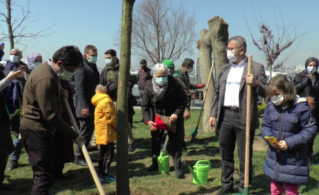 Üsküdar’da Kız Kulesinde katledilen ağaçların yerine yenileri dikildi