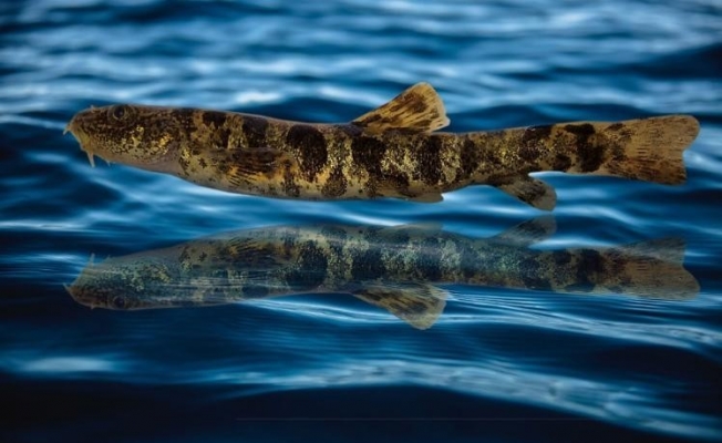 Van Gölü’nde keşfedilen balığa ‘Vangölü Küçük Mercan’ adı verildi