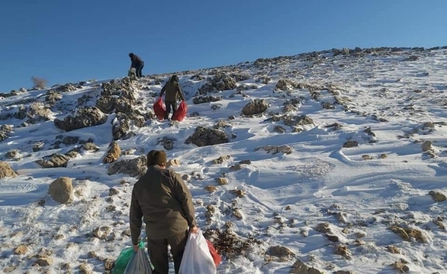 Yabani hayvanlar için Nemrut Dağına yem bırakıldı