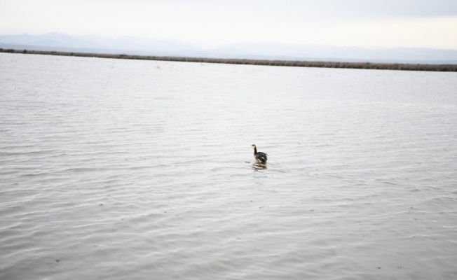 Yaralı halde bulanan ördek tedavi edilerek doğaya salındı