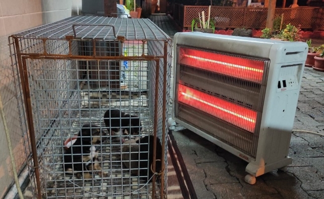 Yaralı yavru köpekler ölmekten kurtarıldı