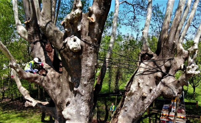 1200 yıllık dev çınara bakım