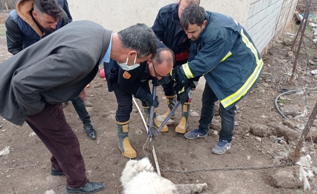 Ağzına demir saplanan köpeği itfaiye ekipleri kurtardı