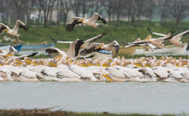 Ak pelikanların göçü bu yıl da görüntülendi