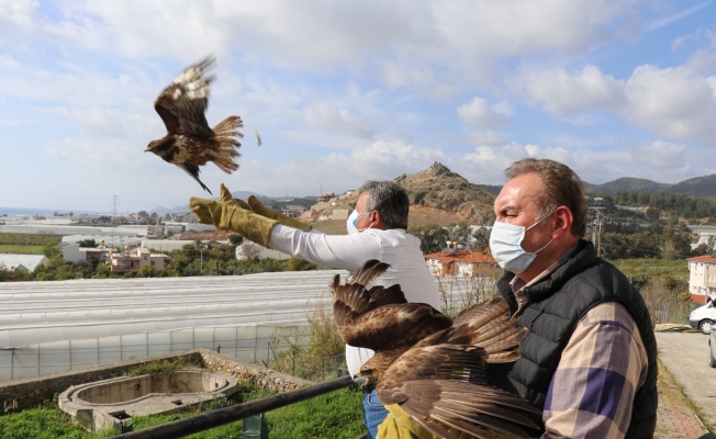 Alanya’da tedavisi tamamlanan 3 şahin doğaya salındı
