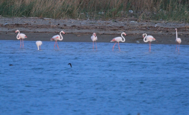 Antalya'da flamingoların fırtına molası
