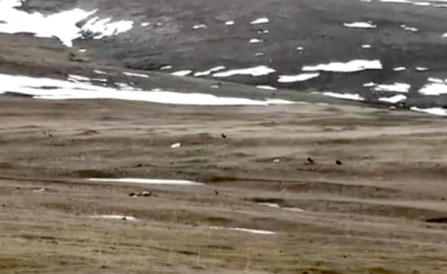 Ardahan’da kara akbabalar görüntülendi