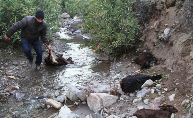Ayvalık’ta keçi ölümlerinin sebebi parazit