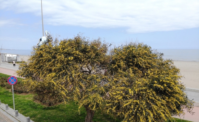 Baharın gelişiyle açan mimozalar renkli görüntüler oluşturdu