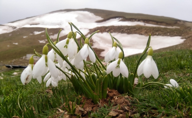Baharın habercisi beyaz kardelenler çiçek açtı