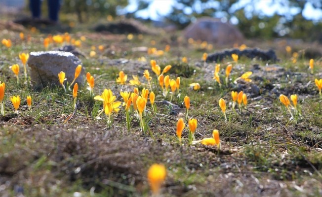Baharın müjdecisi çiğdemler açtı