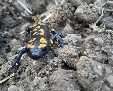 Baharla birlikte Benekli Semenderler çıkmaya başladı