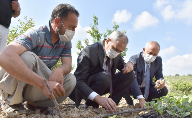 Başkan Bozdoğan, yerli tohumları toprakla buluşturdu