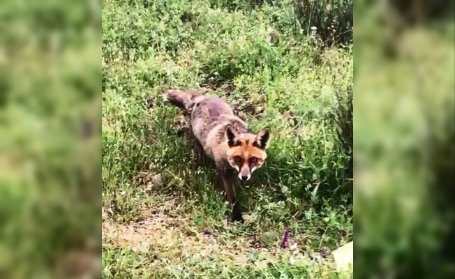 Bayramiç’teki yavru tilki ilgi odağı oldu