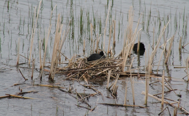 Beyşehir Gölü’nde sakar mekeler kuluçkaya yattı