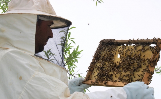 Bilinçsiz zirai ilaçlama toplu arı ölümlerine neden oluyor