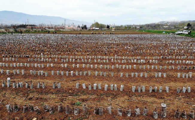 Binlercesine poşet geçirildi, havadan böyle görüntülendiler