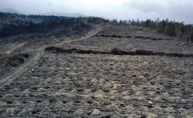 Bolu’da, yangında zarar gören 136 hektarlık alan ağaçlandırılacak