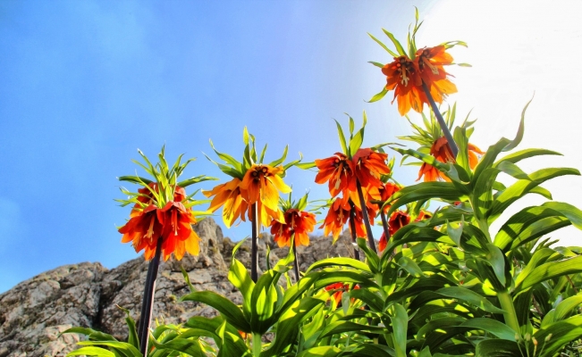 Bu çiçeği koparana 60 bin lira ceza