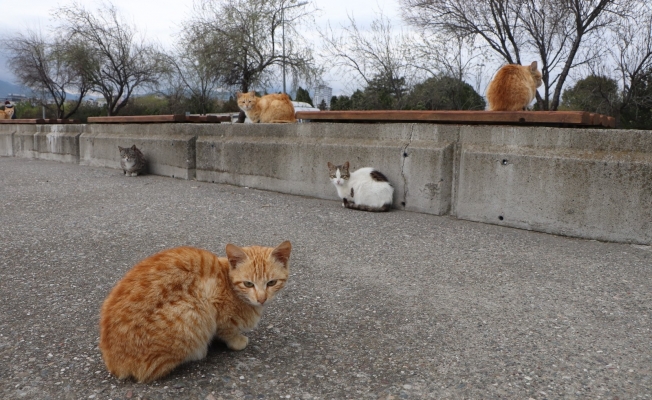 Bu sahilde her yer kedi