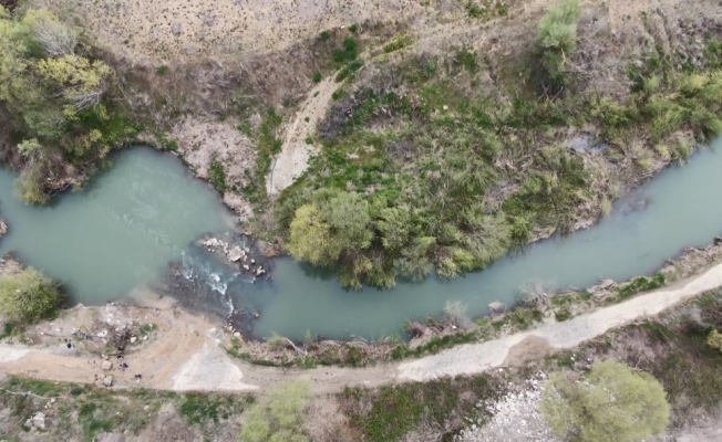 Çevresel faktörler, kefalleri bu hale getirdi