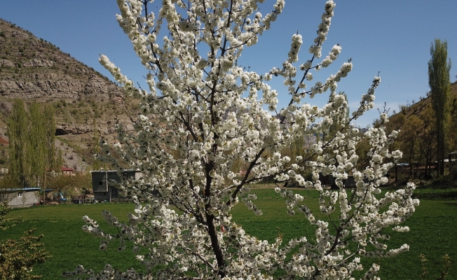Çiçek açan ağaçlar havadan görüntülendi