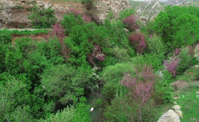 Çiçek açan erguvan ağaçları görenleri hayran bırakıyor
