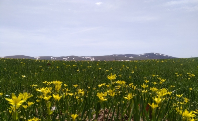 Dağ çiçekleri görsel şölen oluşturdu