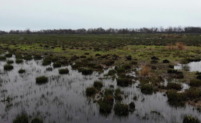 Deltada yanan bölge yeşillendi, hayvanlar bile otlamaya başladı