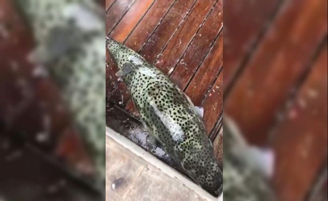 Dev balon balıkları oltaya takıldı