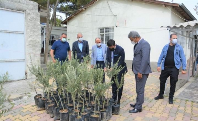 Ergani’de çiftçilere bin 600 adet zeytin fidanı dağıtıldı