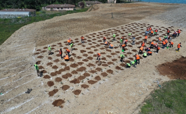 Eski çöp alanı lavanta bahçesi oluyor