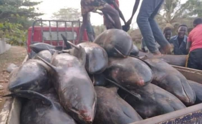 Gana’da en az 80 yunus kıyıya vurdu