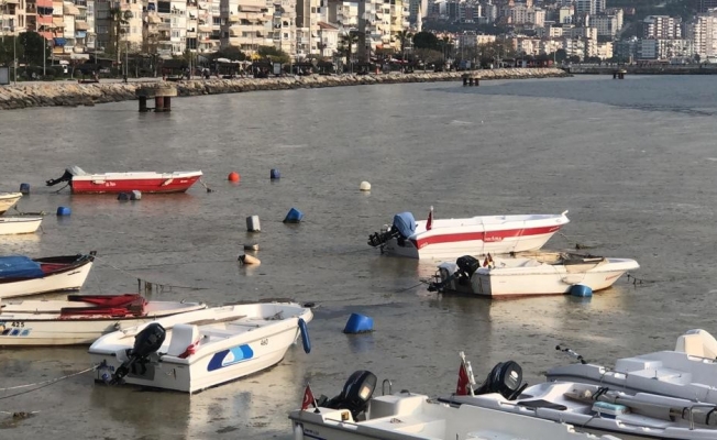Gemlik Sahilini gören şaşkına dönüyor