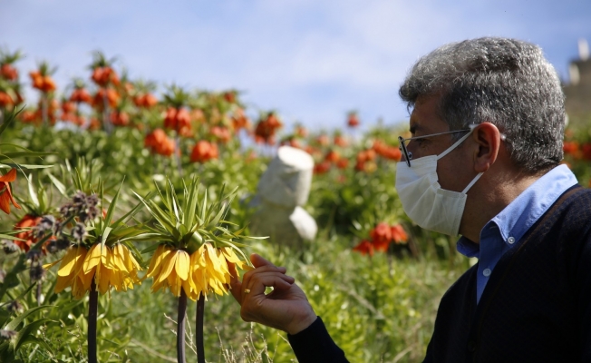Gevaş’ta ters laleler rengarenk çiçek açtı