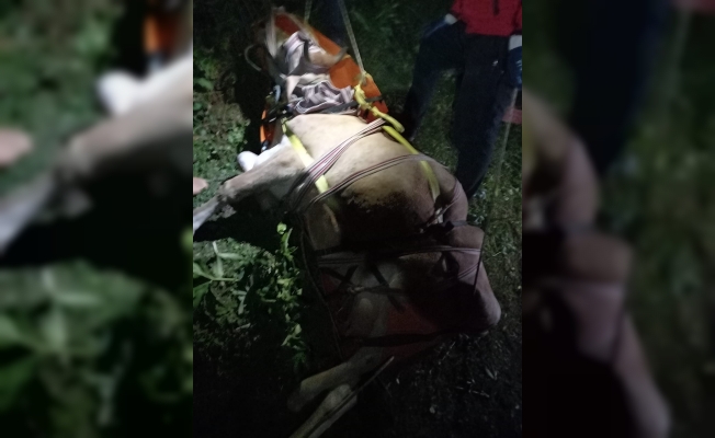 Giresun’da uçuruma yuvarlanan inek AKUT ekipleri tarafından kurtarıldı