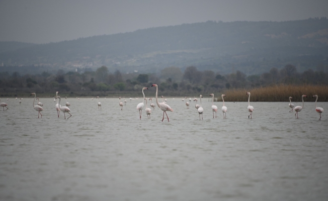 Göç eden flamingolar Çanakkale Tarihi Ala’nda durakladı