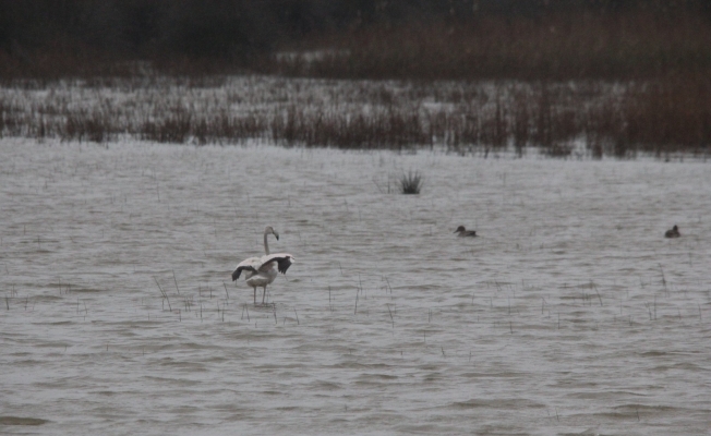 Göç yolundaki flamingo Sinop’ta görüntülendi