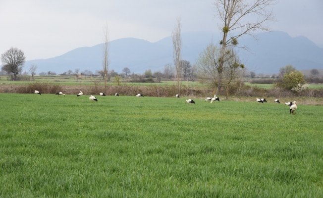 Göç yolundaki leylekler Sındırgı’da mola verdi