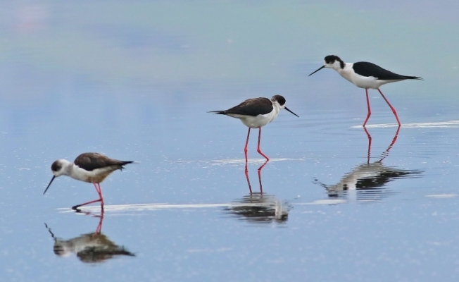 Göçmen kuşların tercihi Hersek Lagünü