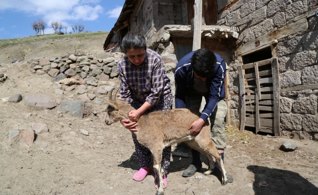 Günlerce baktıkları dağ keçisine, gözyaşlarıyla veda ettiler