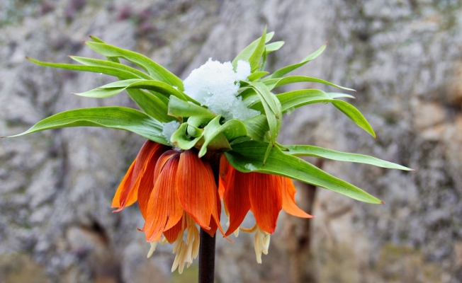 Hüzün çiçeği karlar altında kaldı