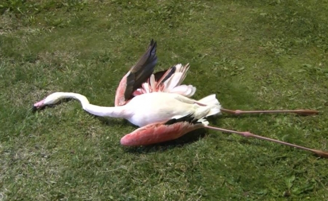 İzmir’de telef olan flamingoların ölüm sebebi belli oldu