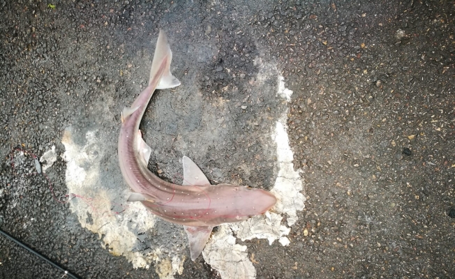 İzmit Körfezi’nde balıkçı oltasına camgöz köpekbalığı takıldı