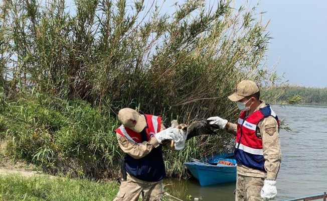 Jandarma silahla yaralanmış kartal buldu