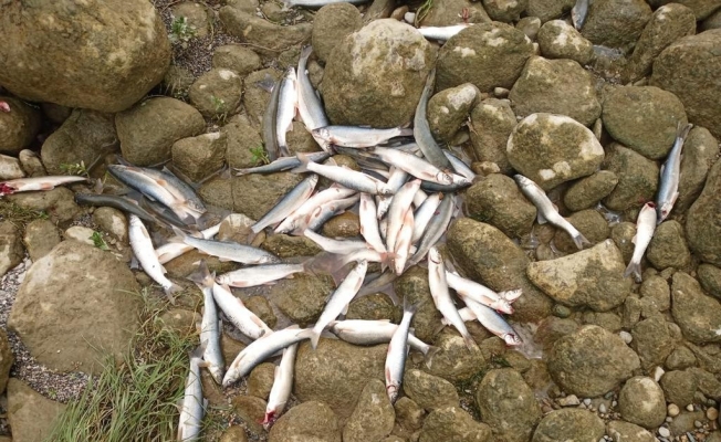 Kahramanmaraş’taki balık ölümleri